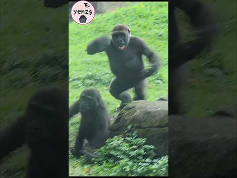 energetic Jabali😆 gorilla taipeizoo 金剛猩猩 台北市立動物園 funnyanima… サムネイル