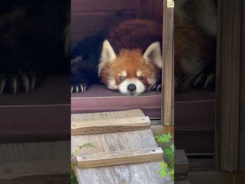 shorts カワイスギるおじいちゃん 風太くん　レッサーパンダ　千葉市動物公園にて　2026年5月9日 サムネイル