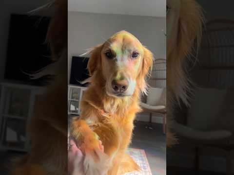 coming home to my golden retriever🥵 goldenretreiver dog ind…
