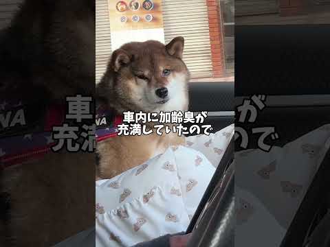柴犬12歳🐻クレーマーと化す😭 サムネイル