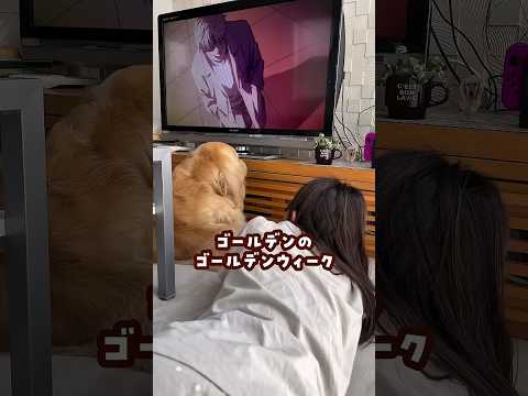 ゴールデンのゴールデンウィーク ゴールデンレトリバー 大型犬のいる生活 大型犬と子供 サムネイル