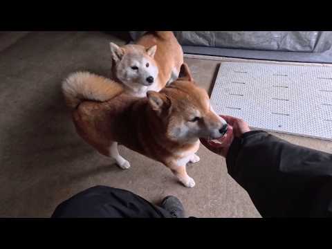 鼻かゆ末っ子ちゃん と 見逃さない散歩係 サムネイル