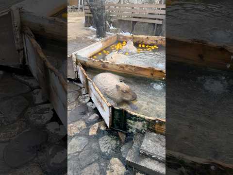 shorts 源泉掛け流しカピバラ温泉♨️ 那須どうぶつ王国にて　2026年1月4日 サムネイル