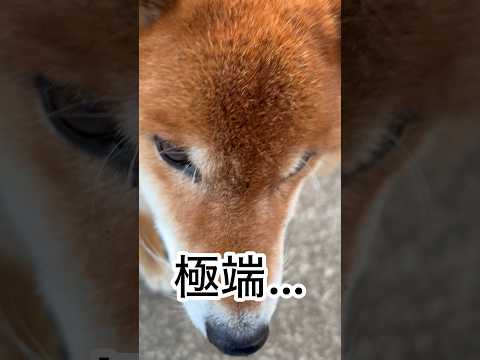 ’26.1.14 力丸が、もれなく付いて来る…？ 柴犬 shibainu 柴犬のいる暮らし 柴犬の日常 どアップ 寝顔… サムネイル