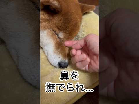 ’26.1.5 力丸の寝顔… 柴犬 shibainu 柴犬のいる暮らし 柴犬の日常 寝顔 眠る犬 力丸 サムネイル