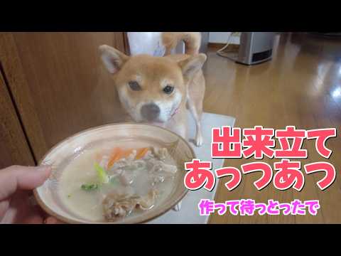 【柴犬小夏】ご飯作って待ってたよー！　後編　小夏水彩 サムネイル