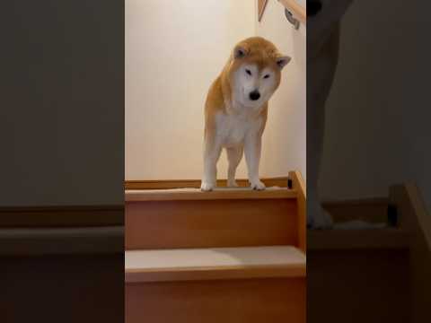 柴犬福 メンヘラ姉と柴犬の15分ぶりの再会🤣Sis and Shiba🤣姉と柴 柴犬 shorts japanesed… サムネイル