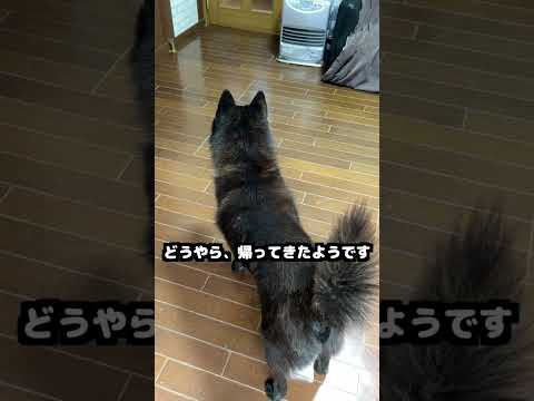 甲斐犬は、生涯飼い主に忠誠を誓う犬種だそうです 甲斐犬　日本犬 サムネイル