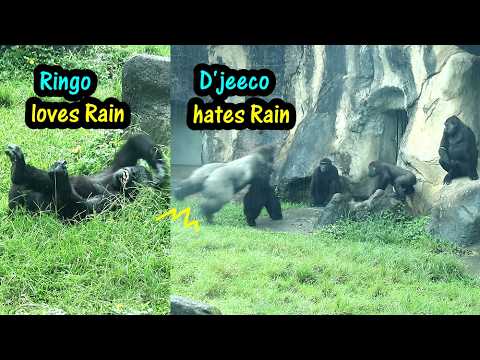 Ringo & Jabali happily running around and splashing in the… サムネイル