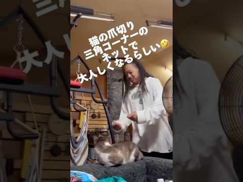猫に三角コーナーネットを被せて爪切りすると大人しく爪切りできる！？ オホサスレス 保護猫 爪切り shorts サムネイル