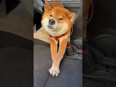 ’25.12.23 お留守番の力丸… 柴犬 shibainu 柴犬のいる暮らし 柴犬の日常 車中泊犬 お留守番 カメラ… サムネイル