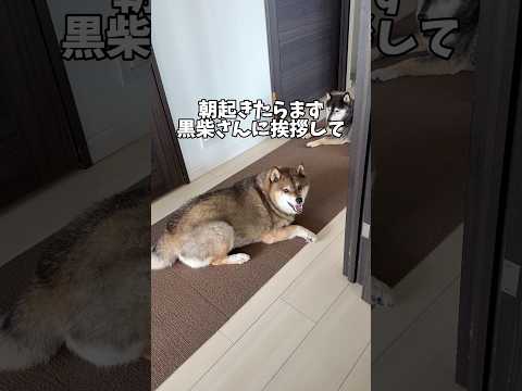 皆んなに朝の挨拶をして回る柴犬12歳でしたが…が…🐻 サムネイル
