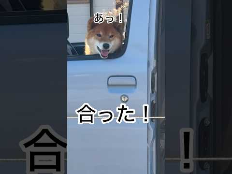 ’26.2.2 力丸のお気に入り… 柴犬 shibainu 柴犬のいる暮らし 柴犬の日常 車中泊犬 食べる犬 力丸 サムネイル
