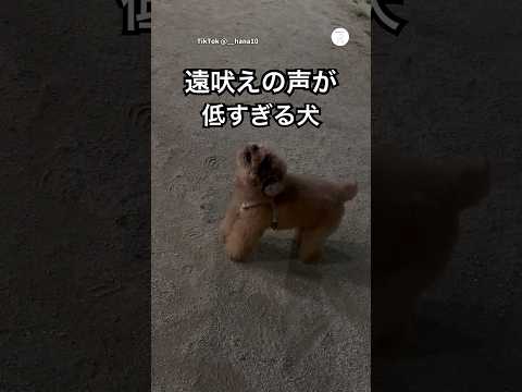 遠吠えの声が低すぎるトイプードル😂　　　トイプードル　犬　いぬ　遠吠え　犬のいる暮らし