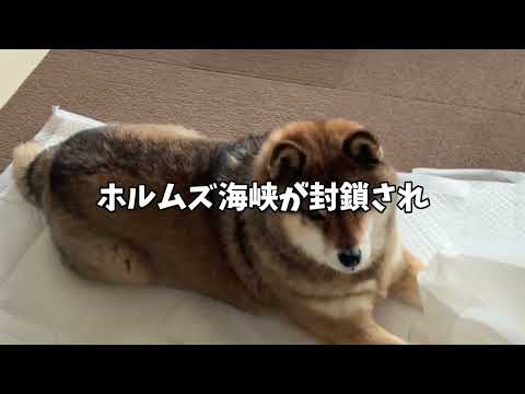 柴犬あずはなの動画