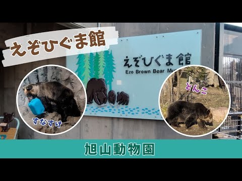 【旭山動物園】えぞひぐま館🐻🐻[Asahiyama Zoo] Ezo Brown BearMuseum サムネイル