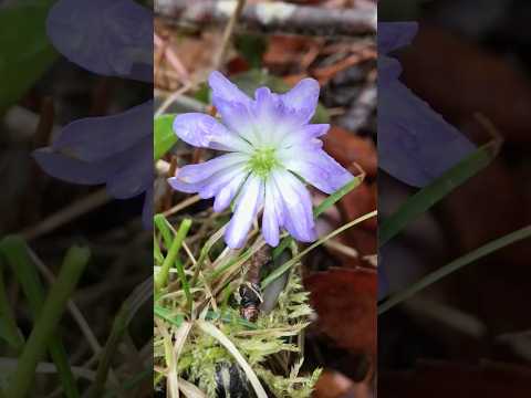 shorts 昨年咲いた雪割草 サムネイル