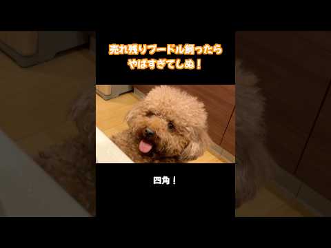 この犬やばすぎて…笑 トイプードル サムネイル