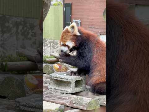 shorts ひなたくん アァア〜🙀　日替わり特別イベント レッサーパンダのバーベキューさ、あべ！　大森山動物園にて… サムネイル