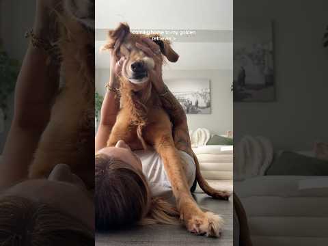 coming home to my golden retriever🥵goldenretreivers dog pup… サムネイル