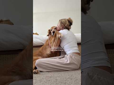 coming home to my golden retriever❤️india retreiver dog pup… サムネイル