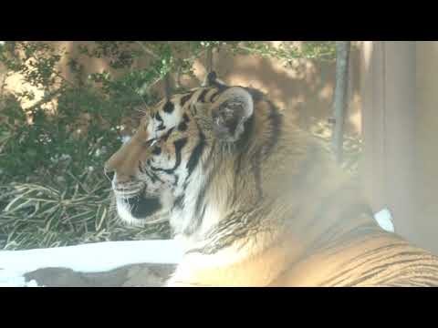 アムールトラ🐯の令くん　那須どうぶつ王国　00090 サムネイル