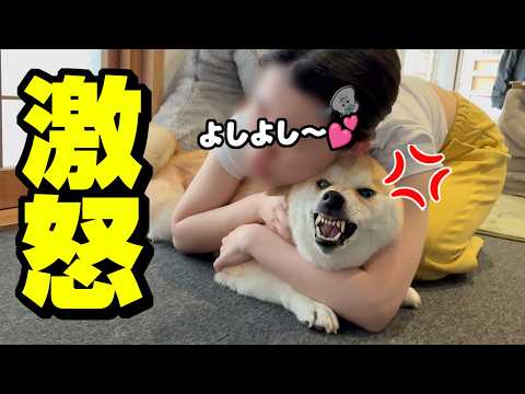 元気が無い柴犬を娘が慰めた結果…大変な事になりましたwww