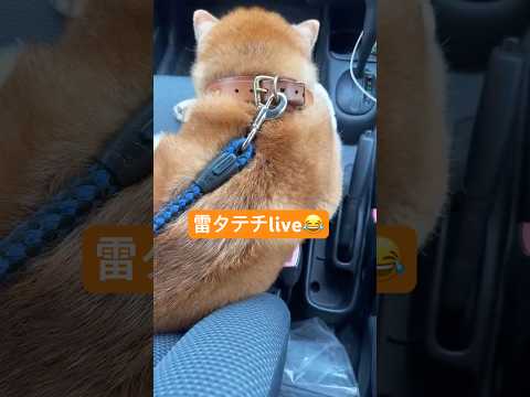 柴犬 福 【雷車タテチライブ】姉＆母＆時々半角のお喋りライブ〜福ちゃんは後頭部参加〜🤣Shiba Inu Live🤩姉…