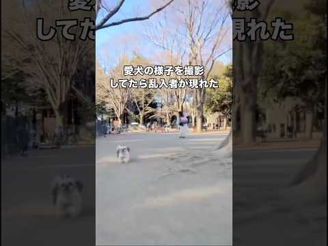 シーズーが走る様子を撮影してたら可愛い乱入者がいきなり追ってきた。柴でこんなに懐っこい子っているの？ シーズー 柴犬… サムネイル