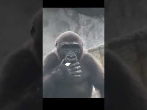 gorilla D'jeeco dad & son Ringo 4y11m old. shorts R吃拍拍D 4-28 サムネイル
