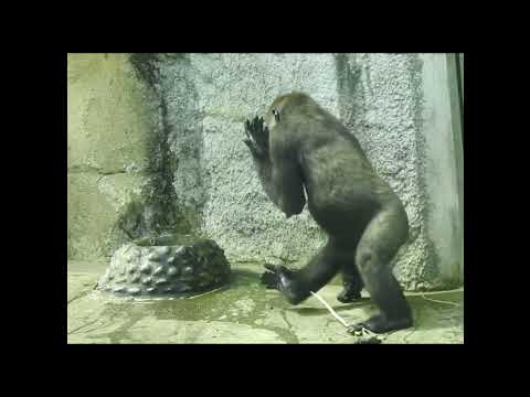 little gorilla Jabali 5y5m old shorts. J嘟嘴搥胸拍I 5-6