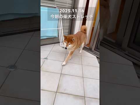 今朝の柴犬ストレッチ#dog #doggie #柴犬 #shibainu #healing #stretch #rou… サムネイル