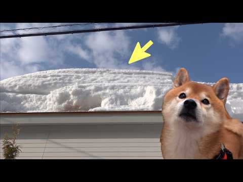 記録的大雪で庭が大変なことになってました… サムネイル