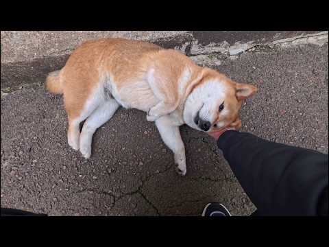 柴犬は鼻の長い猫 サムネイル
