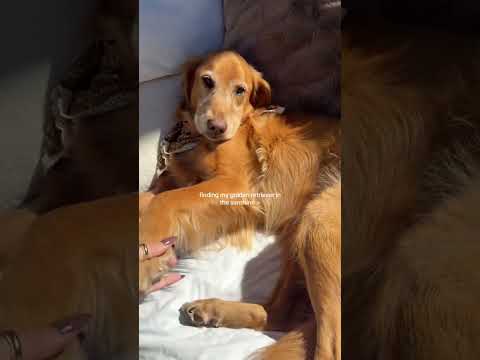 Come to my golden retriever 2026blonde goldenretreiver dogb… サムネイル