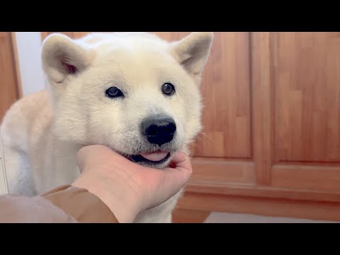 特別に思いっきり甘えたい気分の可愛すぎる柴犬とサモエド＆赤ちゃん初めてのお散歩 サムネイル