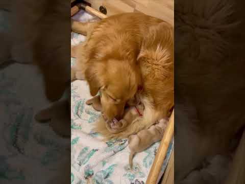 5月16日生まれのゴールデンレトリバーのベビー goldenretriever ゴールデンレトリバー 赤ちゃんゴールデ… サムネイル
