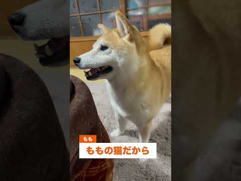 エントリーNo.68 推し猫グランプリ サムネイル