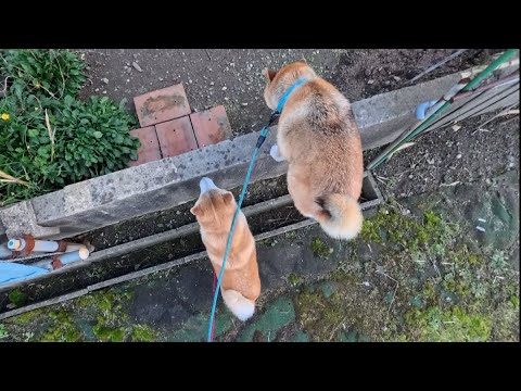 お陰様ですっかりもういつものTADAIMA！！に戻りました。 サムネイル