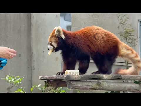 レッサーガイド「動物の食事時間」メイタちゃん編　レッサーパンダ　千葉市動物公園にて　2026年4月19日 サムネイル