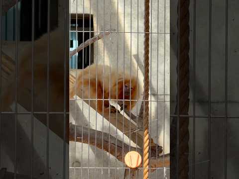 shorts エリオくん出て来た〜！！　ゴールデンライオンタマリン　小ザルたちにフルーツをプレゼント　浜松市動物園にて… サムネイル