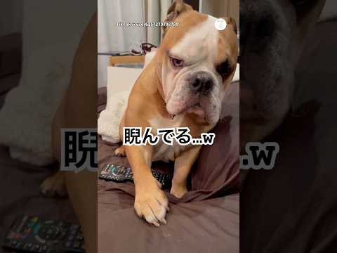 散歩行きたいブルドッグ、理由が面白すぎる😂　　　ブルドッグ　犬　面白い　犬のいる暮らし　可愛い犬 サムネイル