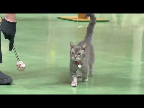 ラパちゃ〜ん！なかなか見れない猫によるショー ザ・キャッツ(午前)    那須どうぶつ王国にて　2026年4月26日 サムネイル