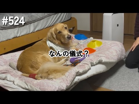 困惑するモンちゃん【ゴールデンレトリバー】 サムネイル