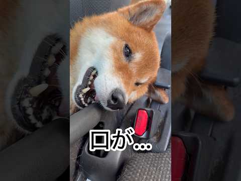 ’26.8.24 力丸の投薬はメディボールで解決! 柴犬 柴犬のいる暮らし shibainu 柴犬の日常 眠い犬 メデ…