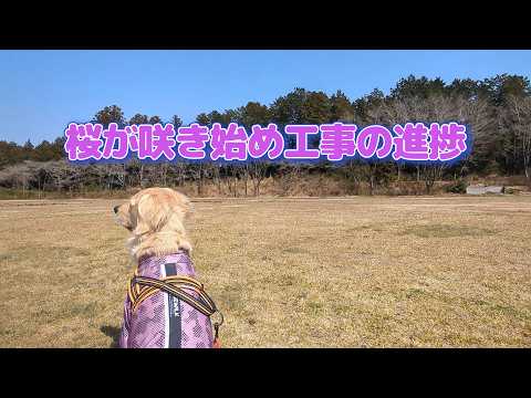 桜が咲き始めた頃の工事の進捗状況。ゴールデンレトリバーティト サムネイル