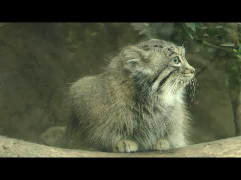 アズちゃんはレッサーパンダチェック？　マヌルネコ　神戸どうぶつ王国　00029