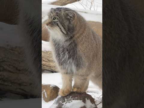 shorts ナゴムくんの足あと🐾🤭　マヌルネコ　那須どうぶつ王国にて　2026年1月9日 サムネイル