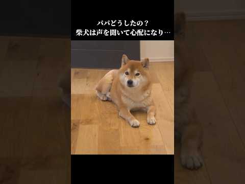 柴犬はパパの異常な声を心配して…。 shibainu 柴犬 柴犬ハチ 犬 犬のいる生活 花粉症 サムネイル