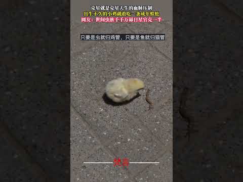 剋星就是剋星天生的血脈壓制 出生不久的小雞就敢吃一隻成年蜈蚣 神奇 雞 動物 自然 chicken amazing a… サムネイル